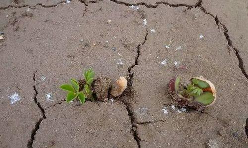 长在地里的花生发芽了可以吃吗？长在地里的花生发芽的食用方法和安全性如何？