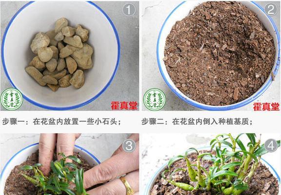 石斛的生长周期是多长时间？石斛的生长过程是怎样的？