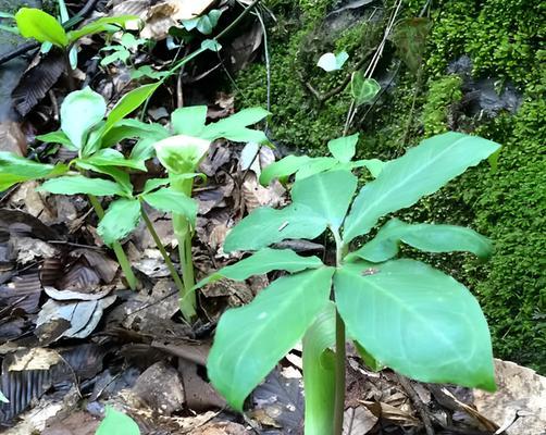 根茎类植物有哪些？常见的根茎类植物有哪些？