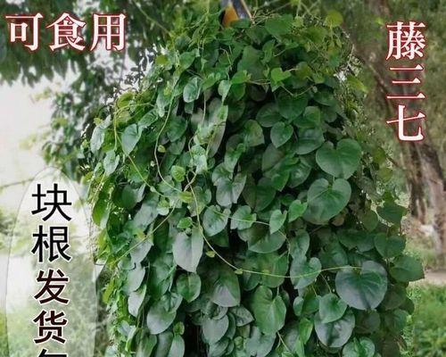 根茎类植物有哪些？常见的根茎类植物有哪些？