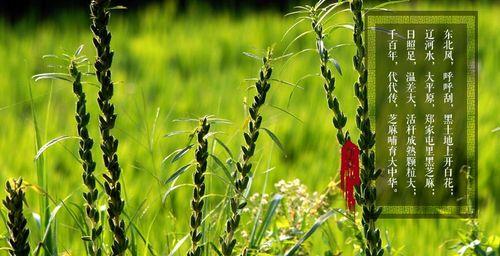 黑芝麻什么时候种植最好？黑芝麻最佳种植时间是什么时候？