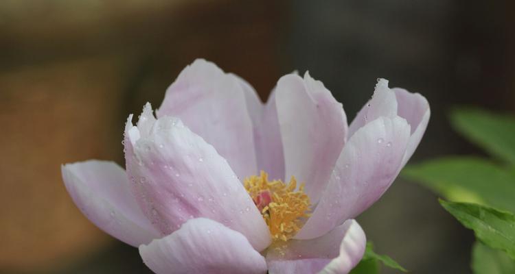 芍药花的花语是什么？芍药花怎么养殖？