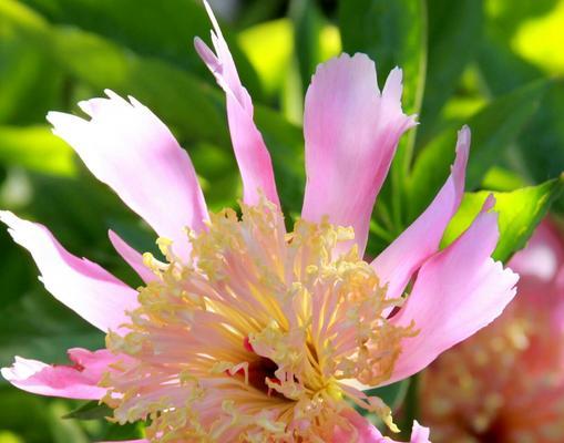 芍药花的花语是什么？芍药花怎么养殖？