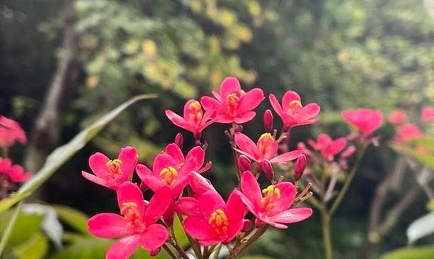 代表坚持的花是什么？坚持的花语是什么？