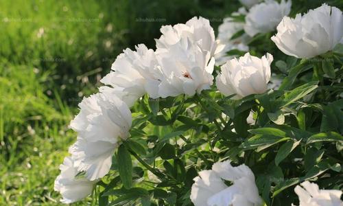 白芍花代表什么？白芍花的花语是什么？