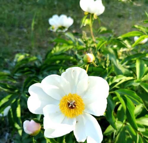 白芍花代表什么？白芍花的花语是什么？