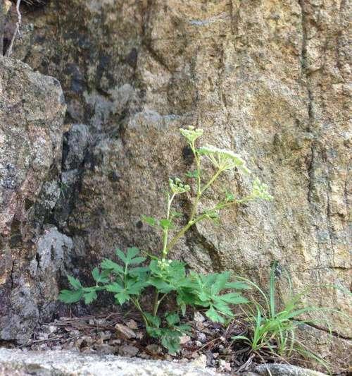 哪些植物寓意坚强？坚强的植物有哪些花语？