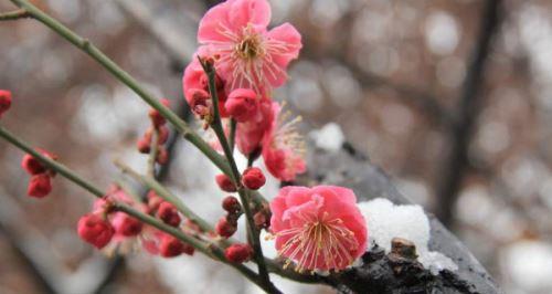 腊梅花的花语是什么？腊梅花有哪些寓意？