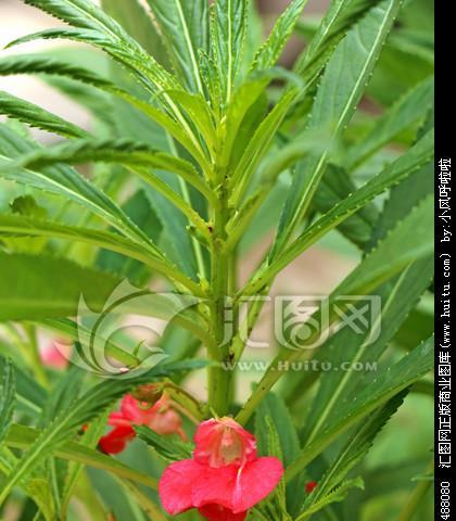 凤仙花象征着什么？凤仙花的花语是什么？