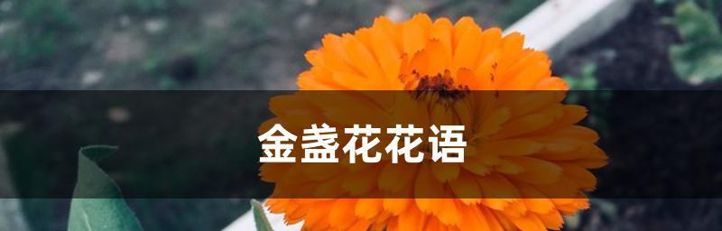 代表怀念的花是什么？怀念的花语是什么？