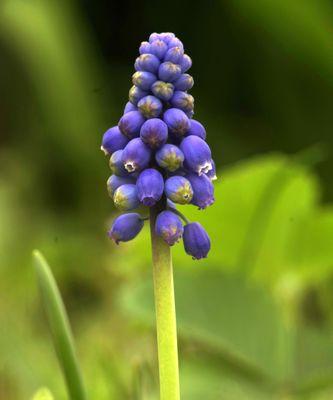 不同颜色风信子的花语是什么？风信子颜色代表什么含义？