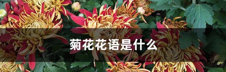 多头菊的花语是什么？多头菊有哪些寓意？