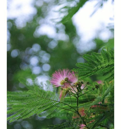 夏天有哪些代表性的植物？夏天的植物有哪些花语？