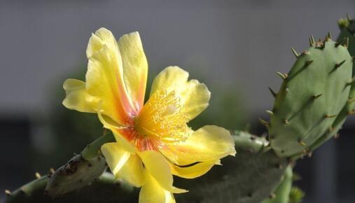 仙人掌开花有什么寓意？仙人掌的花语是什么？