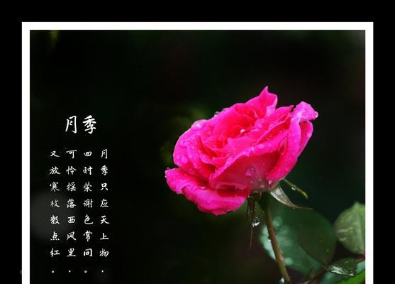 月季花的花语是什么？月季花的寓意和象征意义是什么？