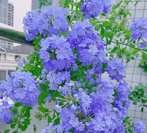 蓝色菊花的花语和寓意是什么？蓝色菊花的象征意义是什么？