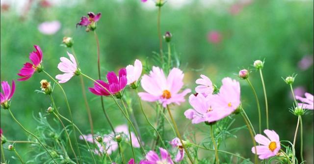 什么花的花语是故乡？这种花有哪些特点和象征意义？