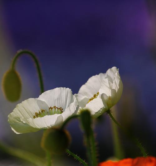 虞美人花的花语是什么？虞美人花的寓意和象征意义是什么？