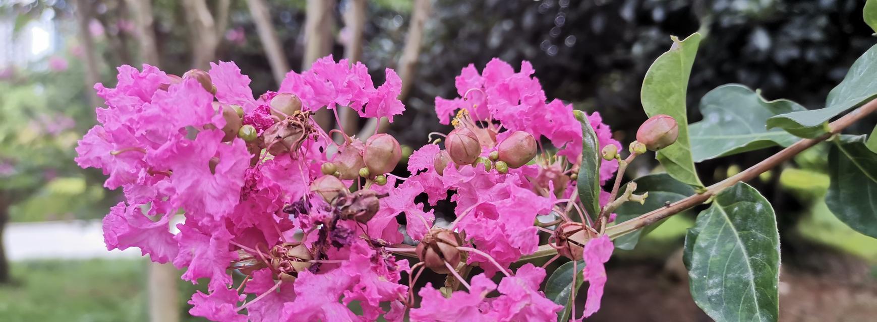 代表热烈的花有哪些？这些花的花语是什么？