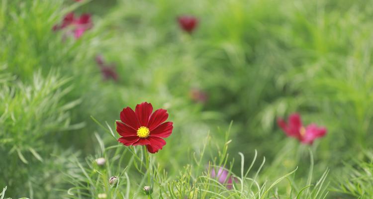 代表热烈的花有哪些？这些花的花语是什么？