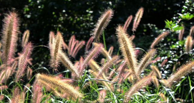 狗尾巴草的花语是什么？狗尾巴草的寓意和象征意义有哪些？