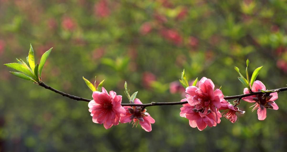 桃花象征着什么意义？桃花的花语和寓意有哪些？