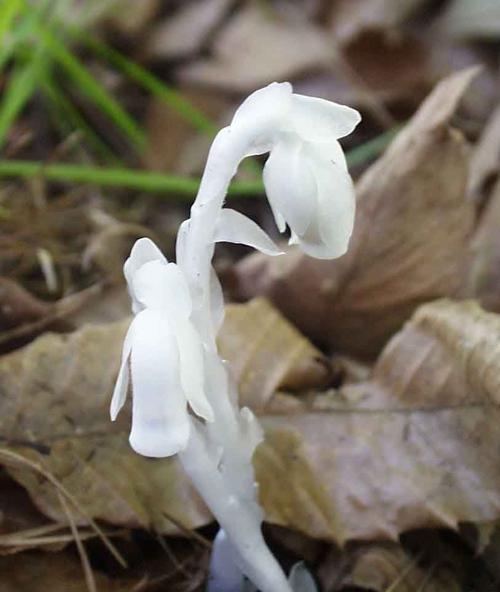 什么花的花语是欺骗？这种花有哪些特点和象征意义？