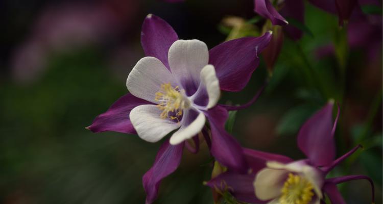 耧斗菜的花语是什么？耧斗菜的寓意和象征意义有哪些？