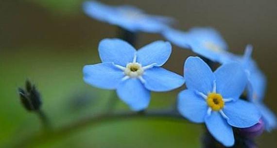 勿忘草花语什么意思？勿忘草的寓意和象征意义有哪些？