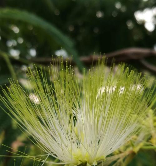 夜合花的花语是什么？夜合花有哪些传说故事？