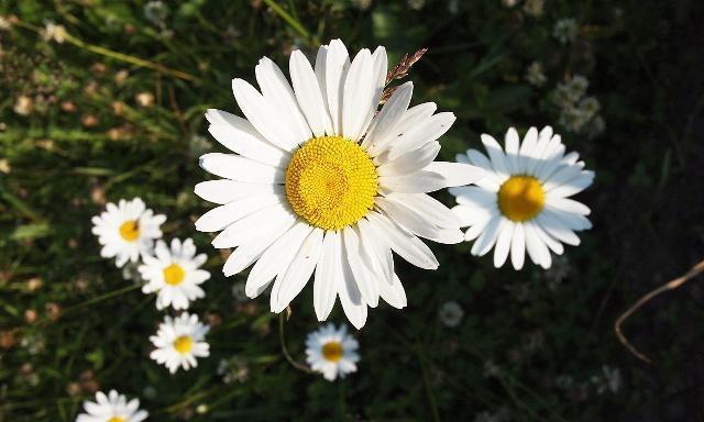 什么花代表救赎？这种花的花语和寓意是什么？