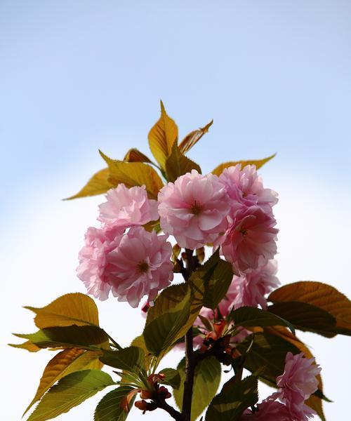 樱花的花语和寓意是什么？樱花适合送给哪些人？