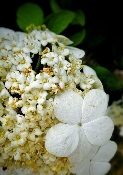 琼花花语是什么意思？琼花的寓意和象征意义有哪些？