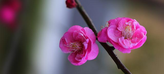 梅花象征着什么意义？梅花的花语和寓意有哪些？