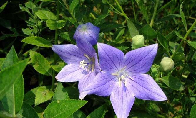 什么花的花语是陪伴一生？这种花有哪些特点和象征意义？