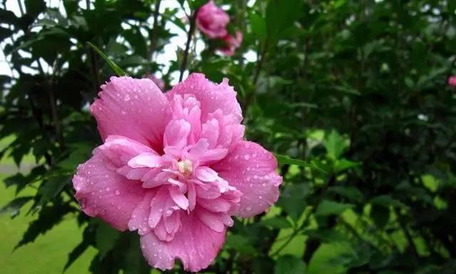 什么花的花语是陪伴一生？这种花有哪些特点和象征意义？