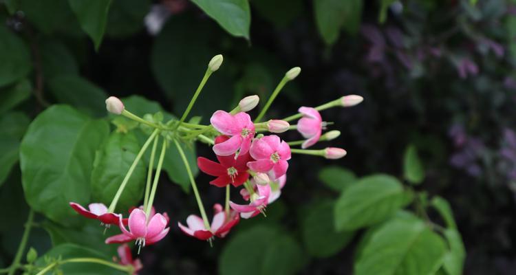 什么花的花语是陪伴一生？这种花有哪些特点和象征意义？