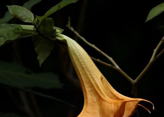 曼陀罗花花语是什么意思？曼陀罗花的寓意和象征意义有哪些？