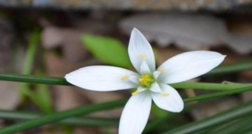 虎眼万年青的花语是什么？虎眼万年青的寓意和象征意义有哪些？