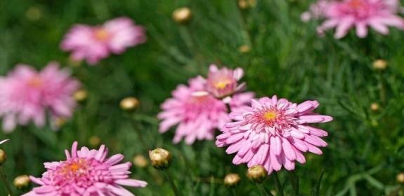 什么花的花语是守护的爱？这种花有哪些特点和象征意义？