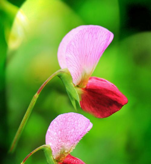 香碗豆花语是什么？花语含义及常见问题解答