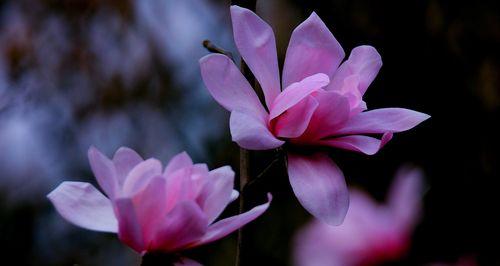 象征友谊的花是什么花？哪种花最能代表友谊？