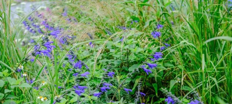 笑靥花的花语是什么？笑靥花代表笑脸迎人和开朗吗？