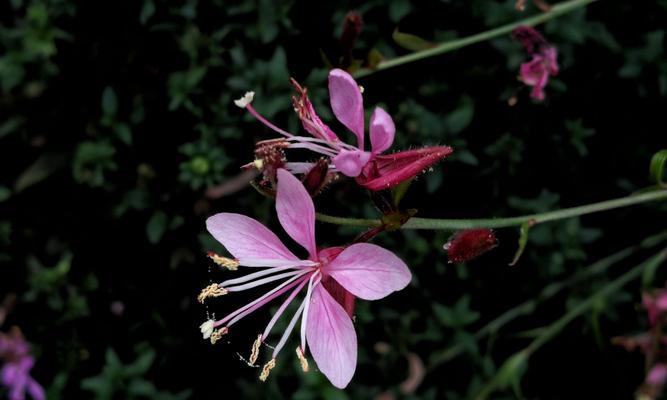 杏花的古代别称是什么？它们的花语和寓意又有哪些？