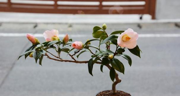 茶花如何选择最佳生长环境？哪些地方条件最适合茶花生长？