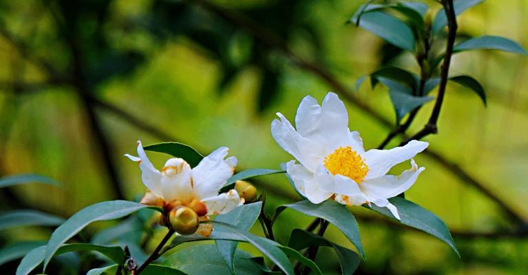 茶花冬天浇水技巧？如何正确给茶花浇水？