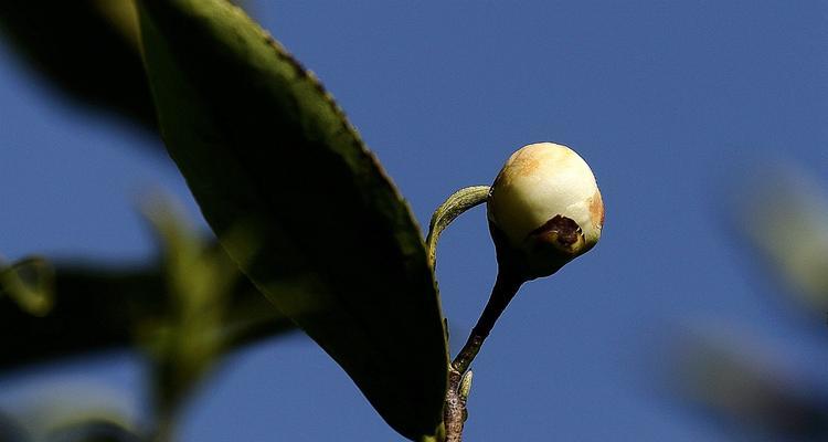 茶花花骨朵是什么样子的？如何正确识别和养护？