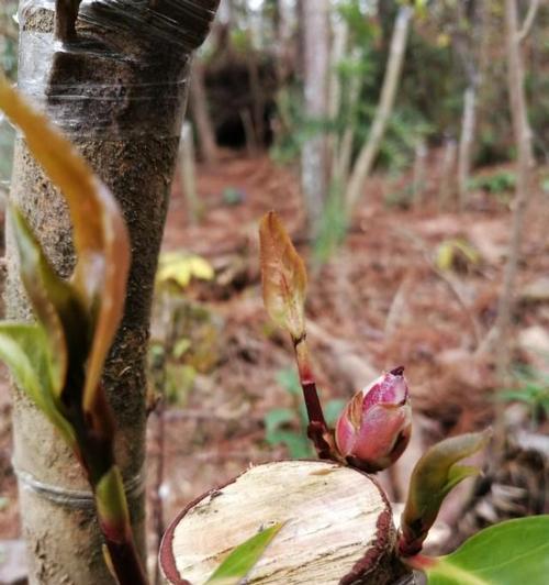 茶花嫁接的最佳时间是什么时候？有哪些有效的方法？