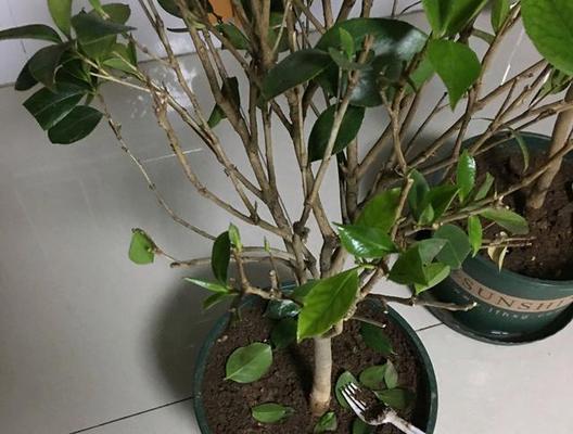 茶花烂根了怎么办？如何快速拯救您的植物？