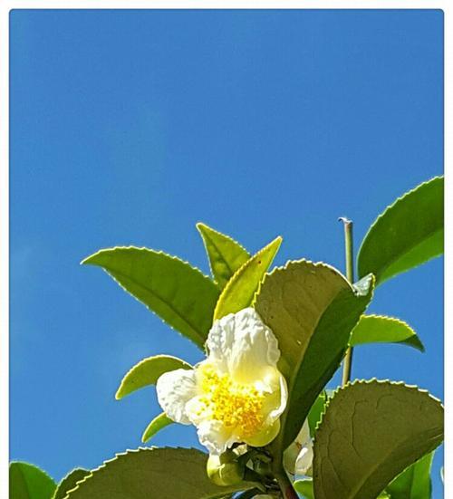 茶花秋天会开花吗？如何确保秋季茶花盛开？